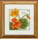 Carolyn's Garden Nasturtium