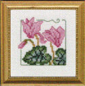 Carolyn's Garden Cyclamen