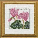 Carolyn's Garden Cyclamen