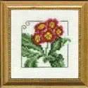 Carolyn's Garden Auricula
