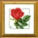 Carolyn's Garden Rose
