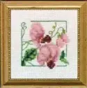 Carolyn's Garden Sweet Pea