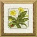 Carolyn's Meadow Primrose