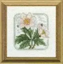 Carolyn's Meadow Wood Anemone