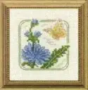 Carolyn's Meadow Chicory