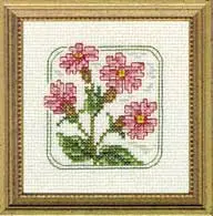 Carolyn's Meadow Red Campion