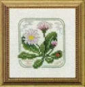 Carolyn's Meadow English Daisy