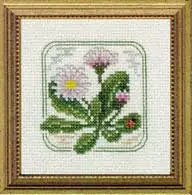 Carolyn's Meadow English Daisy