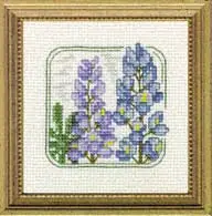 Carolyn's Meadow Lupine