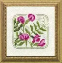 Carolyn's Meadow Vetch