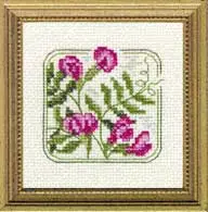 Carolyn's Meadow Vetch