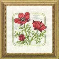 Carolyn's Meadow Pheasant's-eye