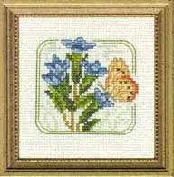 Carolyn's Meadow Gentian