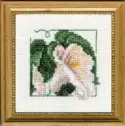 Carolyn's Garden Calla Lily