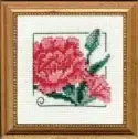 Carolyn's Garden Carnation